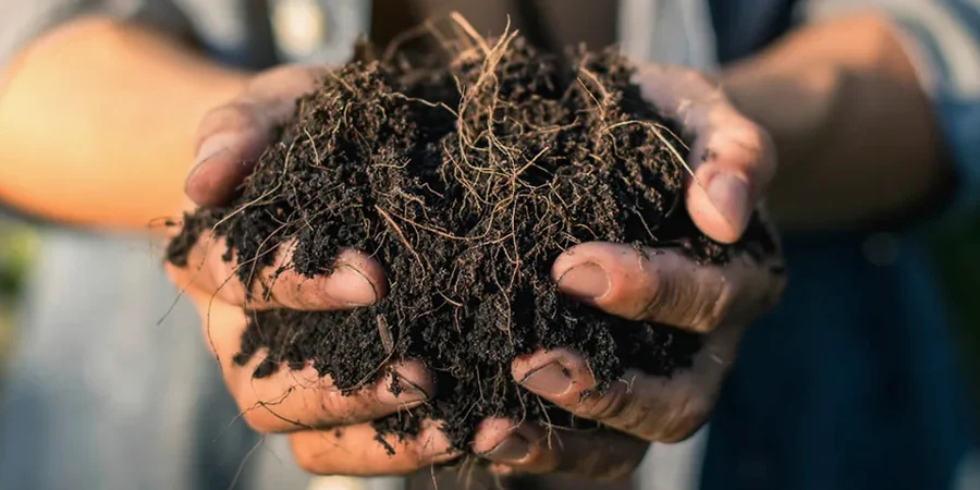 Illustrative image of Organic soil management in Chandler